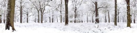 Winter-Woodland